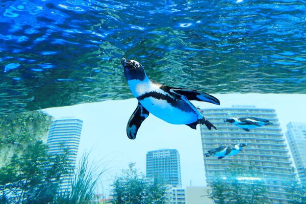 サンシャイン水族館