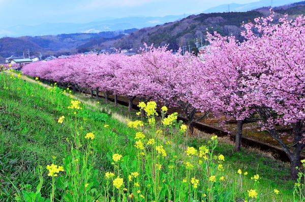 かんなみ桜 (河津桜) 鑑賞とビール醸造所で飲み放題ランチ＆御殿場プレミアム・アウトレット