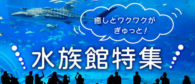 癒しとワクワクがいっぱい♪水族館特集